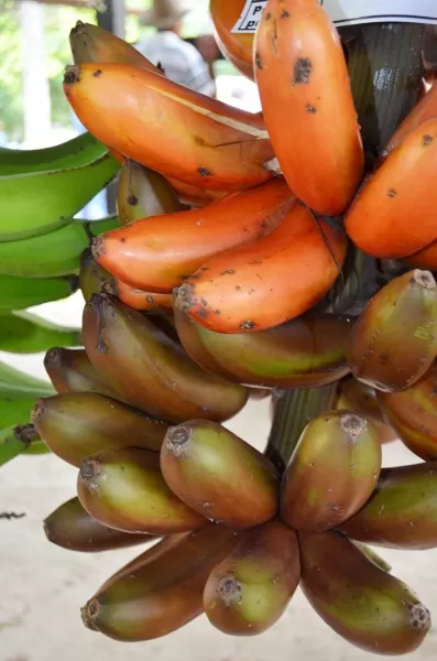 Plátano Guahibo.